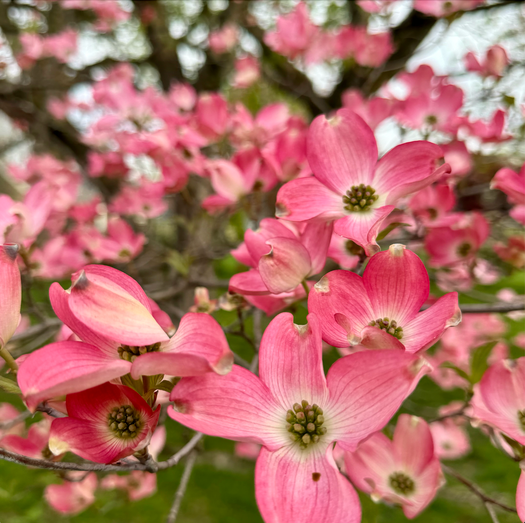 Earth Day Every Day: A Guide to Eco-Conscious Living This Summer